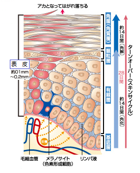 皮膚は美しくなる方法を知っている